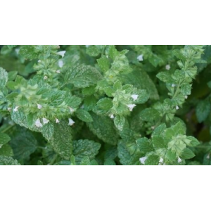 Mélisse- melissa officinalis