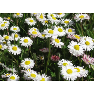 Pâquerette- bellis perennis