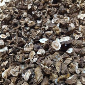 Racines de pissenlits