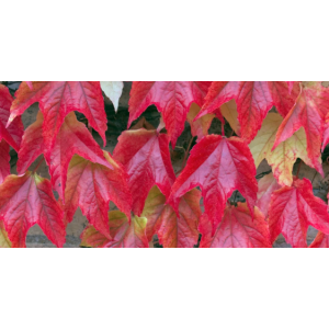 Vigne rouge- vitis vinifera