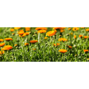 Calendula- calendula officinalis