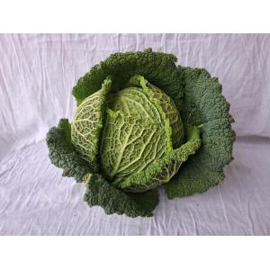 Chou frisé