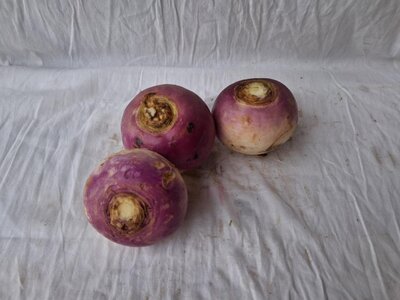 Navet rond