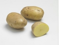 Pomme de terre jaune ferme