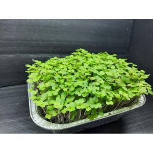 Micropousses de brocoli