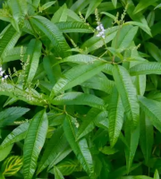 Verveine citronnelle - aloysia citrodora