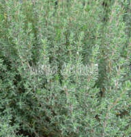 Thym en poudre - thymus vulgaris