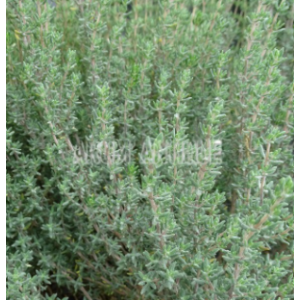 Thym en poudre - thymus vulgaris