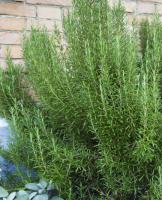 Romarin en poudre - salvia rosmarinus