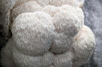 Hydne hérisson / crinière de lion