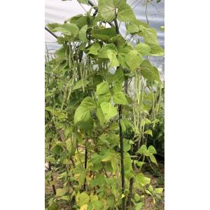 Haricot à rame (graines)