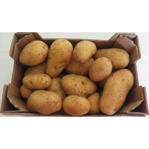 Pomme de terre polyvalente bio