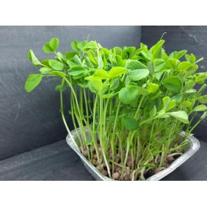 Micropousses de petit pois