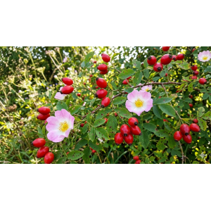 Eglantine sauvage - 250g