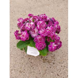 Primevere rose fleurs doubles