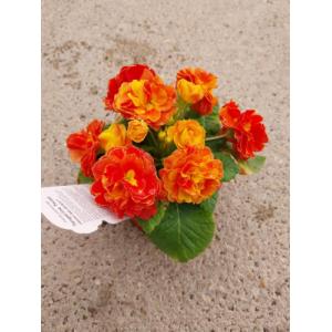 Primevere orange fleurs doubles