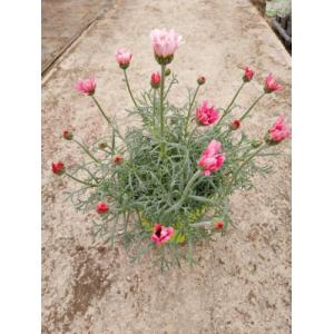 Anthémis rose en pot de 2l