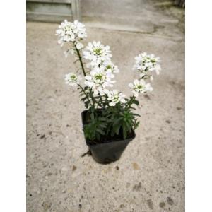 Iberis blanche pot 0.5l