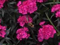 œillet de poète (plant)