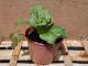 Rhubarbe victoria 2l - image 3