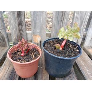 Rhubarbe victoria 2l