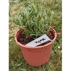 Hysope vivace officinale - 1l