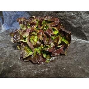 Salade feuille de chêne rouge
