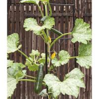 Plant courgette ola escaladora