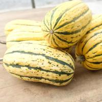 Plant courge delicata