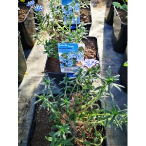 Lithodora bleue étoilé en pot de 3l