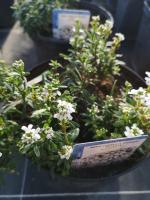 Ibéris blanc pot 3 l