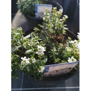 Ibéris blanc pot 3 l