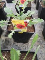 Gaillarde rouge en pot de 3l