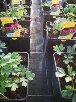 Coeur de marie rose en pot de 3l