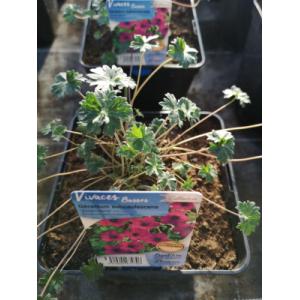 Géranium vivace violet en pot de 3l