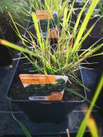 Pennisetum en pot de 3l