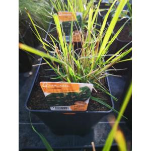 Pennisetum en pot de 3l