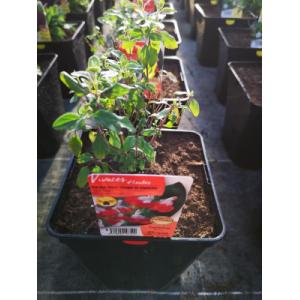 Sauge rouge et blanc vivace en pot de 3l