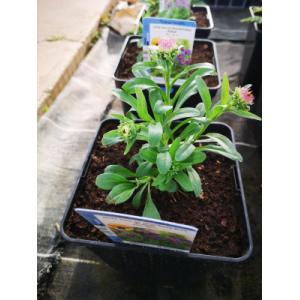 Aster nain à fleurs bleu en pot de 3l