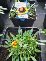 Coréopsis noir et jaune en pot de 3l