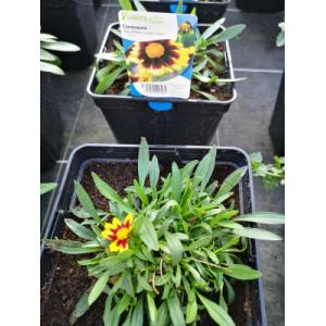 Coréopsis noir et jaune en pot de 3l