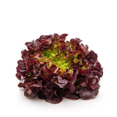 Salade feuille de chêne rouge