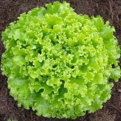 Salade batavia