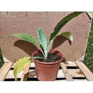 Artichaut imperial star 1 l
