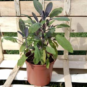 Sauge officinale pourpre 0.5l