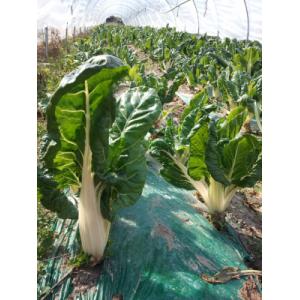 Pied/ cote de blette