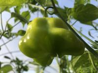 Poivron bonnet d'evêque (plant)