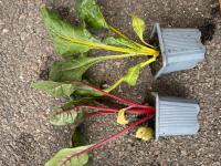 Plants de blettes de couleur