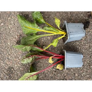 Plants de blettes de couleur