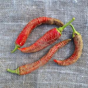 Plant piment paprika vezena